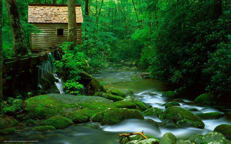 Forest stream with watermill