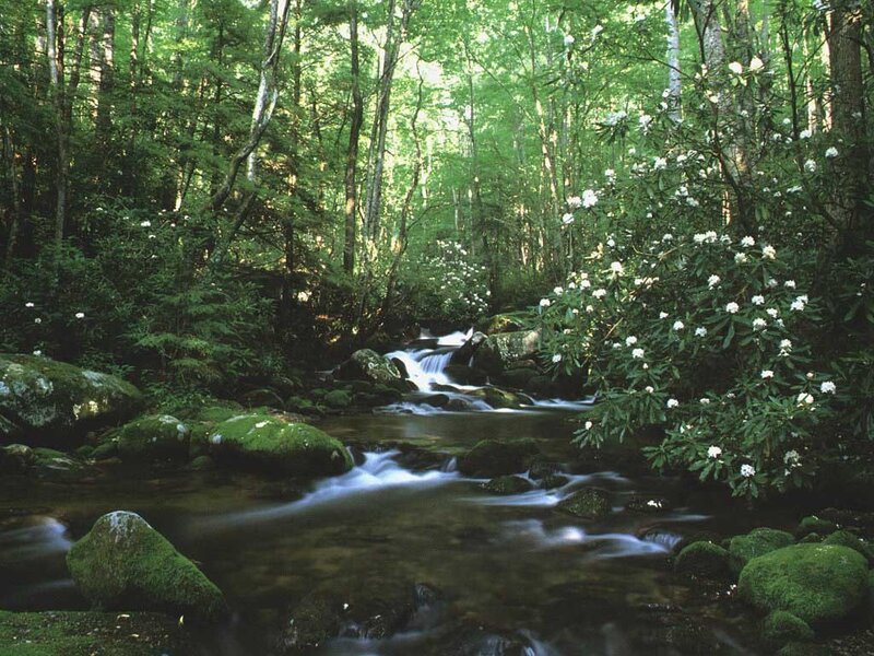 Forest stream with white flowers