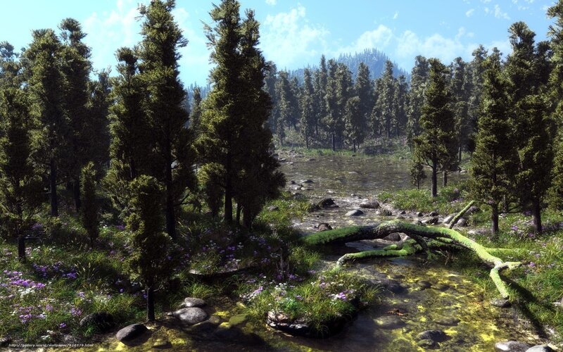Forest stream with wildflowers