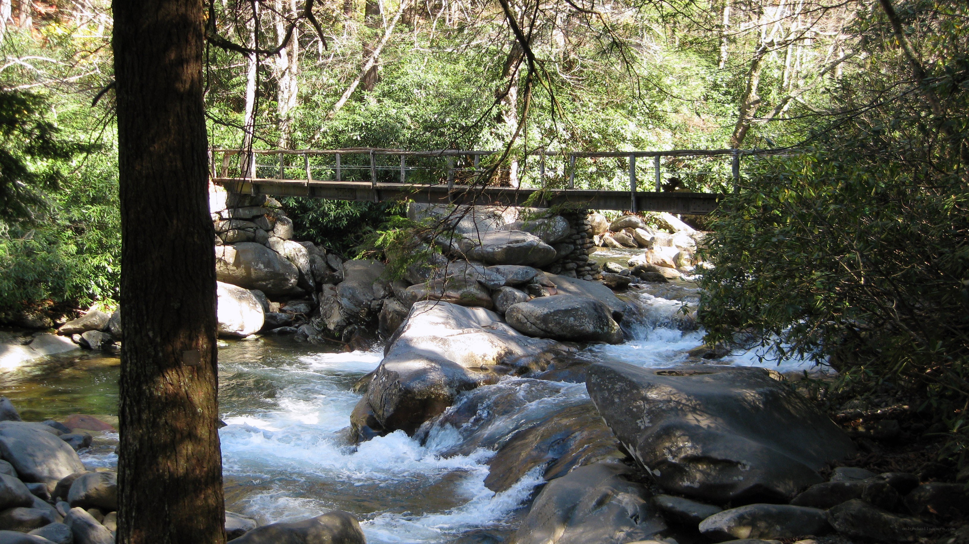 Forest stream with wooden bridge