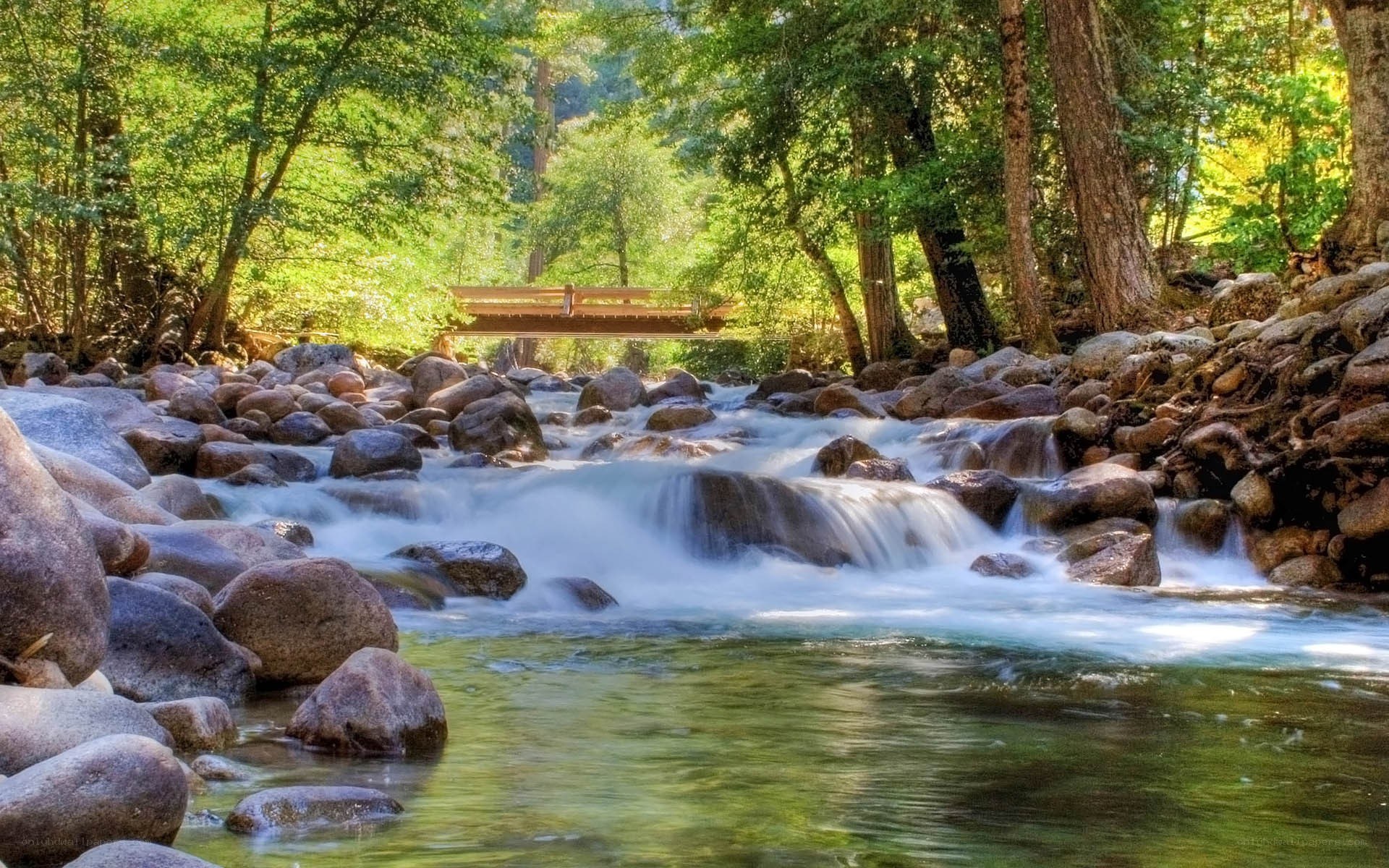 Forest stream with wooden bridge