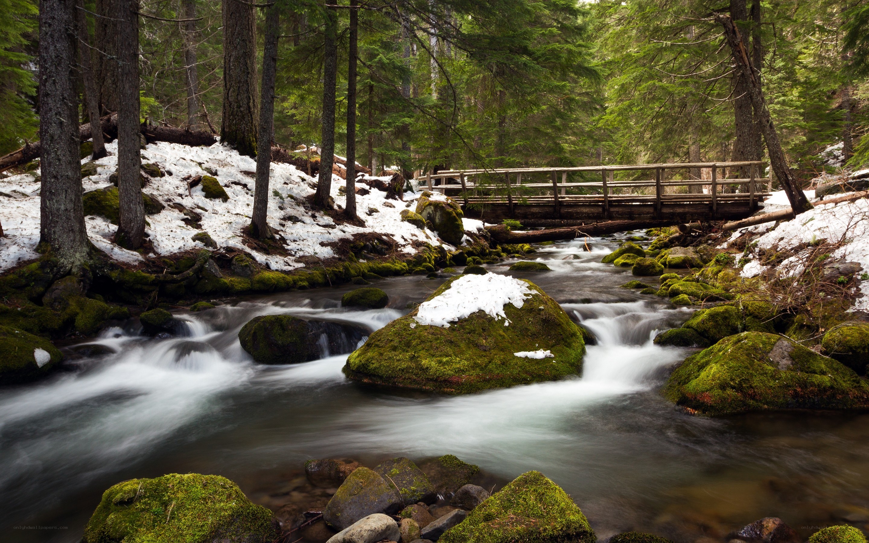 Forest stream with wooden bridge