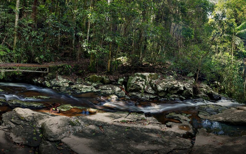 Forest stream with wooden bridge