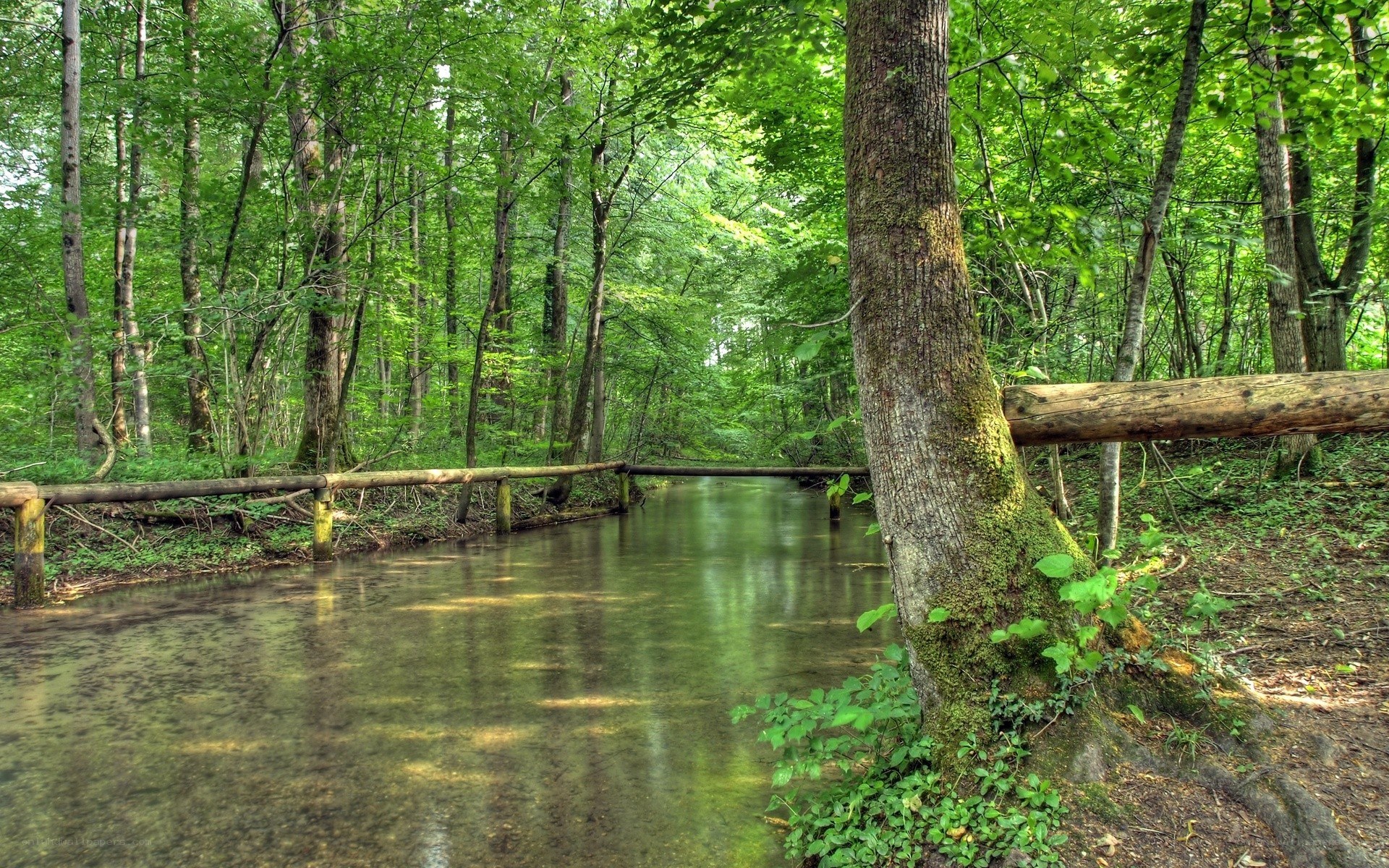 Forest stream with wooden bridge