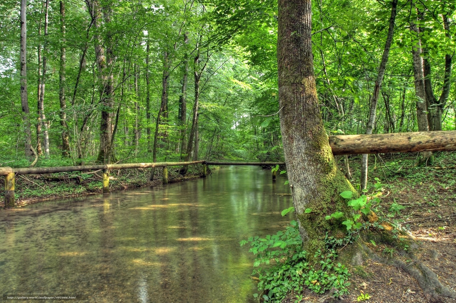 Forest stream with wooden bridge
