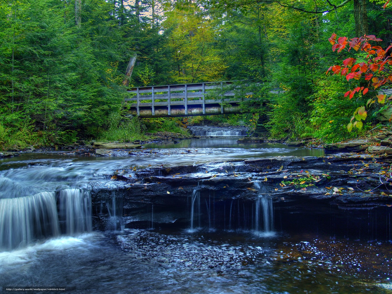 Forest stream with wooden bridge