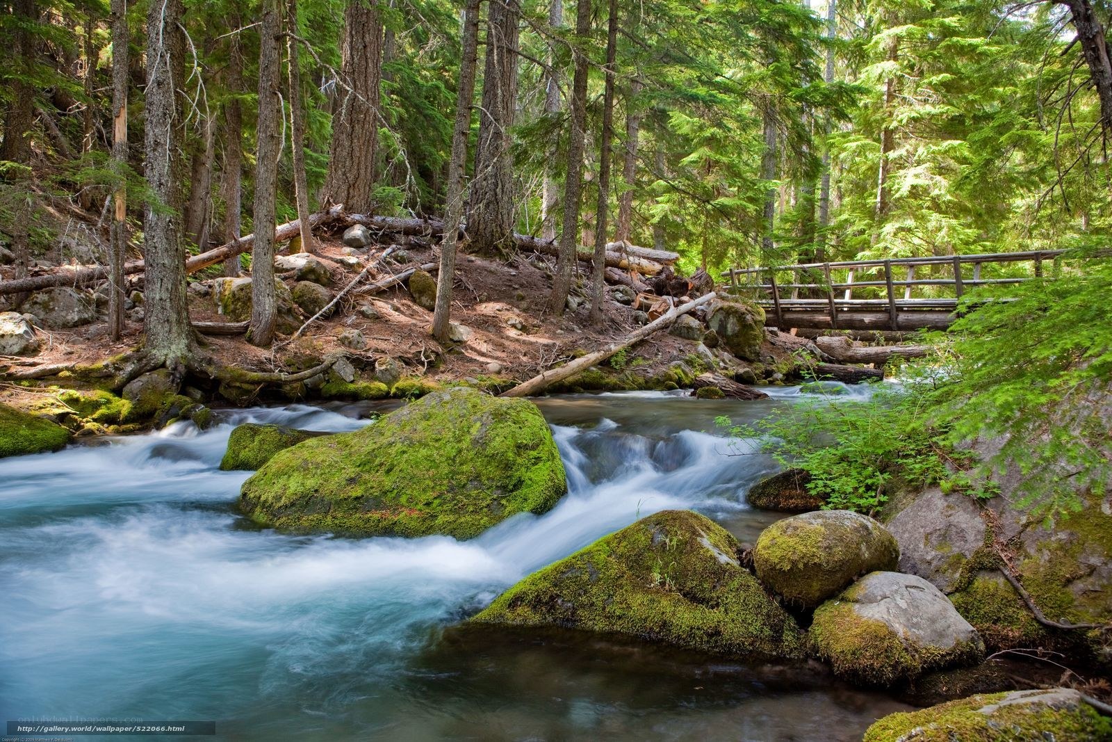 Forest stream with wooden bridge