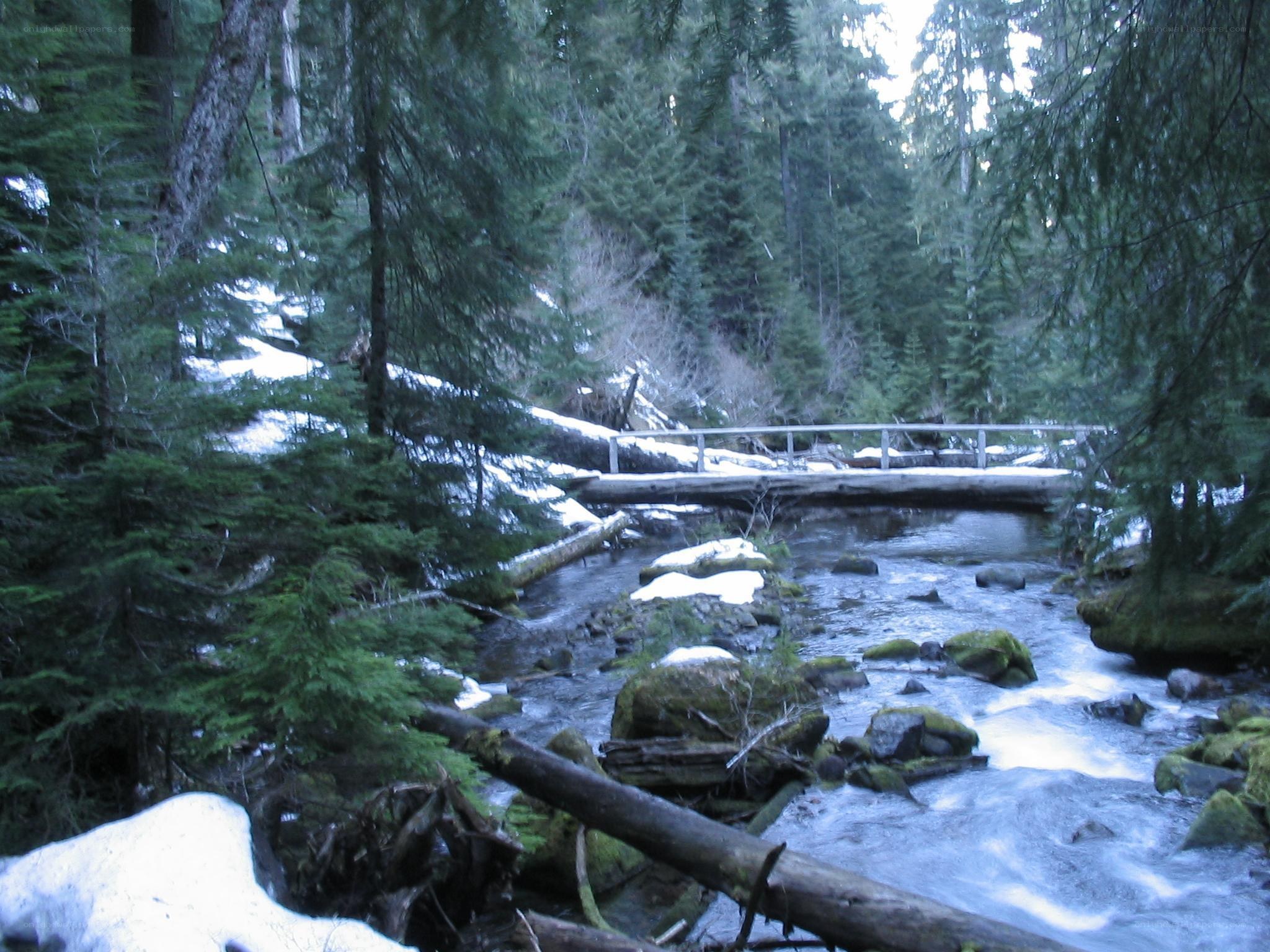 Forest stream with wooden bridge