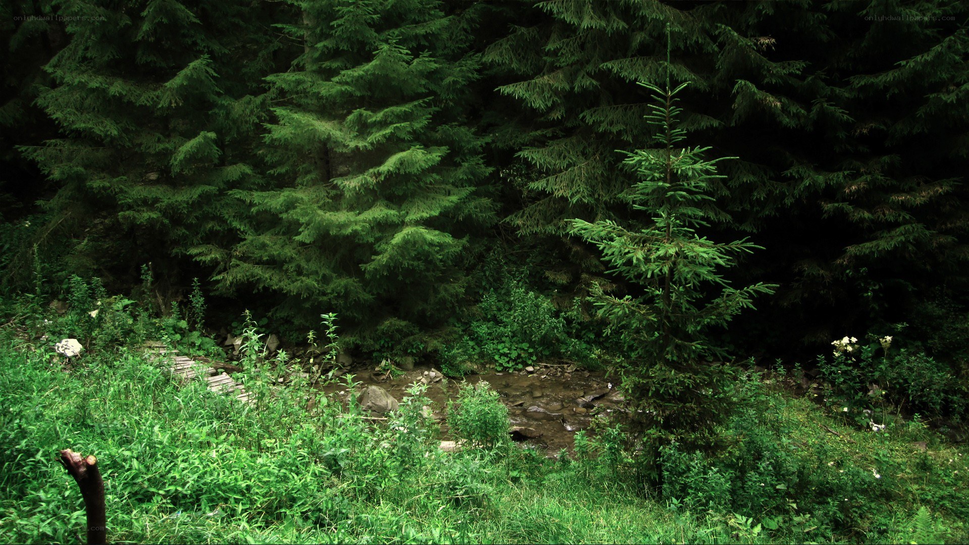 Forest stream with wooden bridge