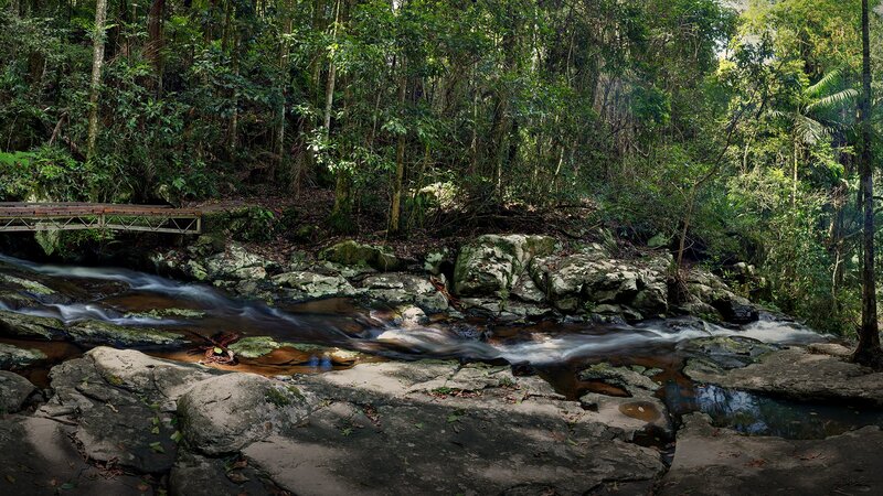 Forest stream with wooden bridge
