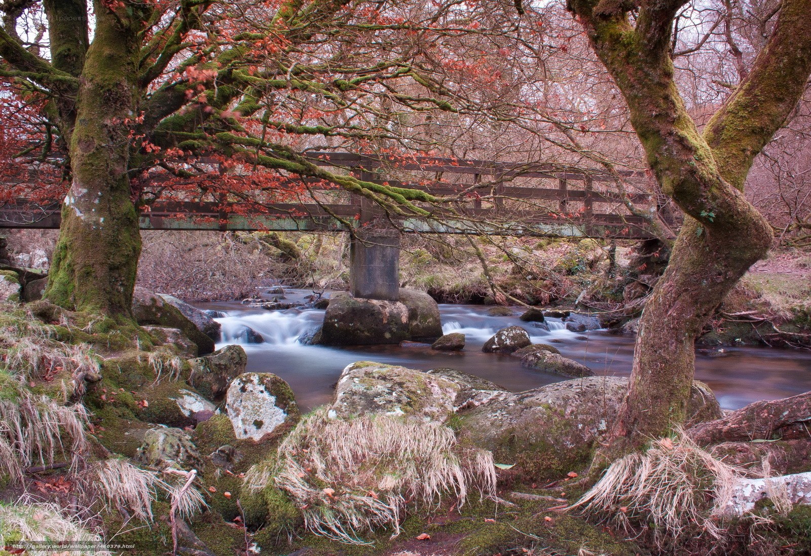 Forest stream with wooden bridge