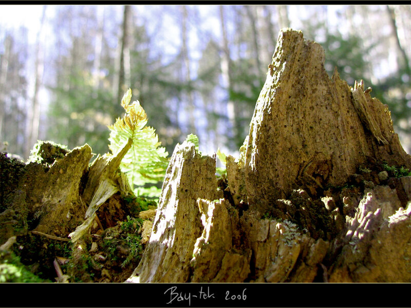 forest stump with new growth