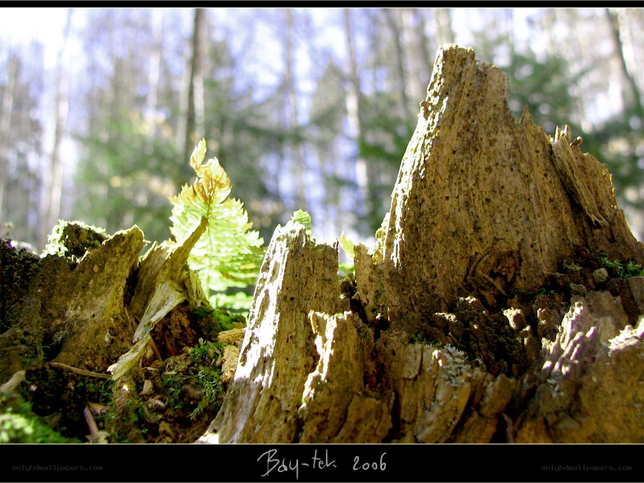 forest stump with new growth