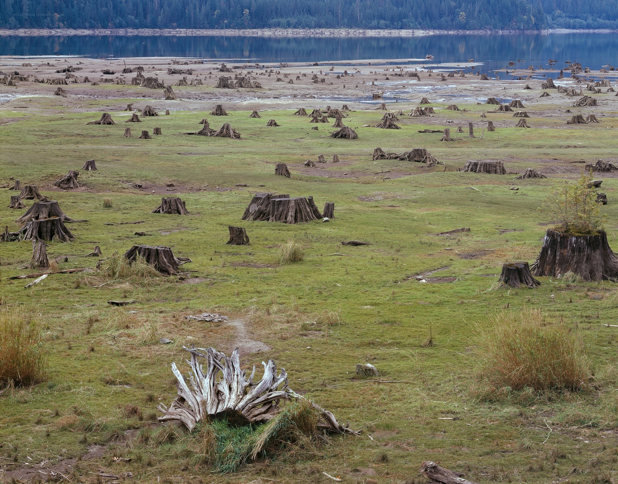 Forest stumps by a lake