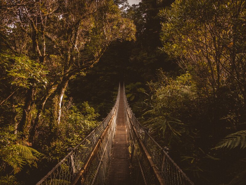 Forest suspension bridge