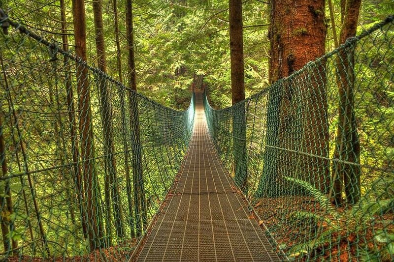 Forest suspension bridge