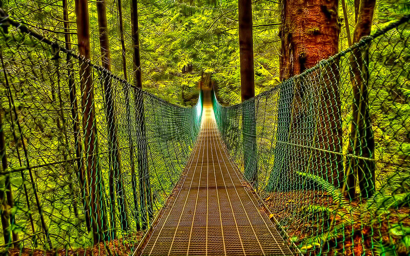 Forest suspension bridge