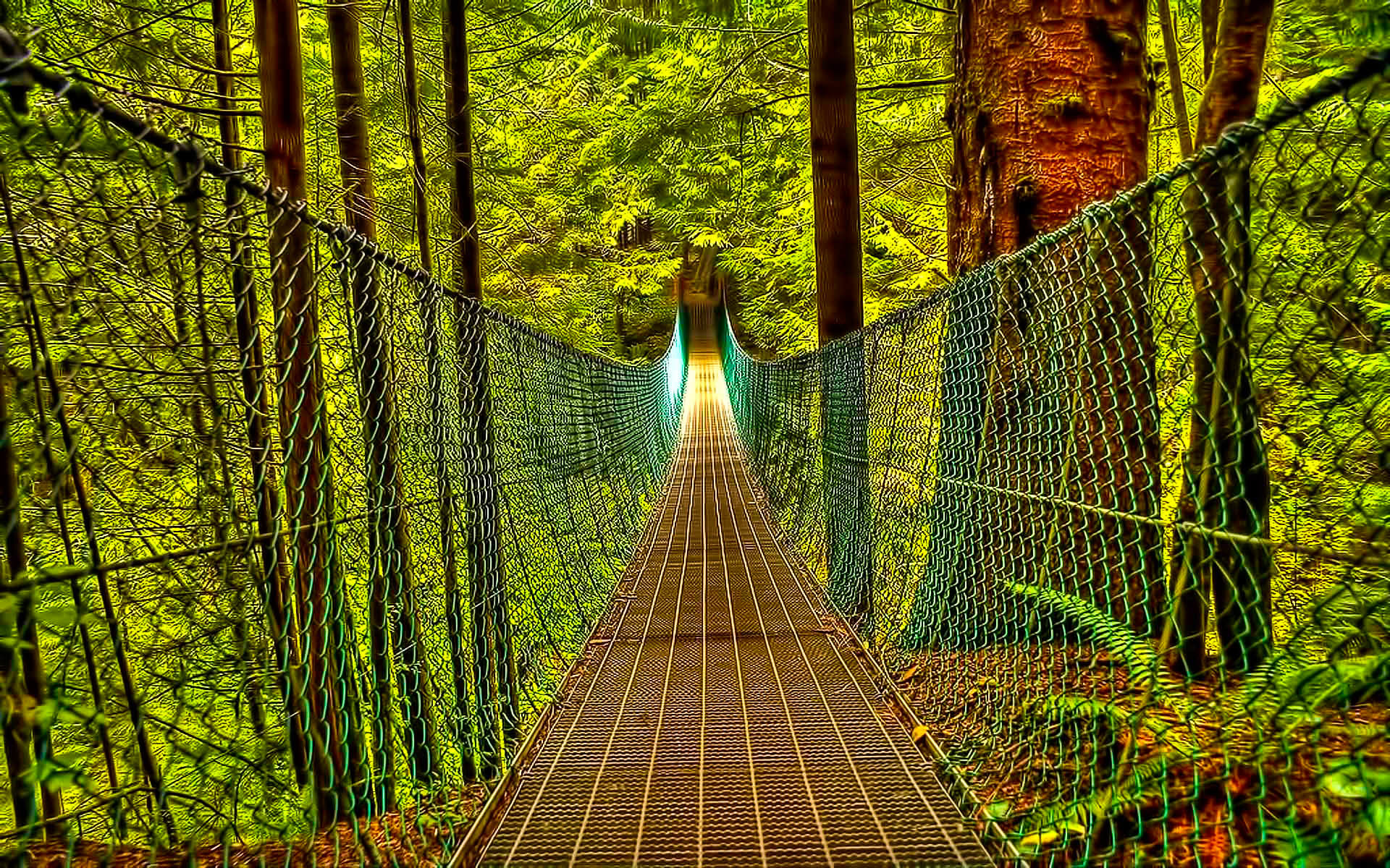 Forest suspension bridge