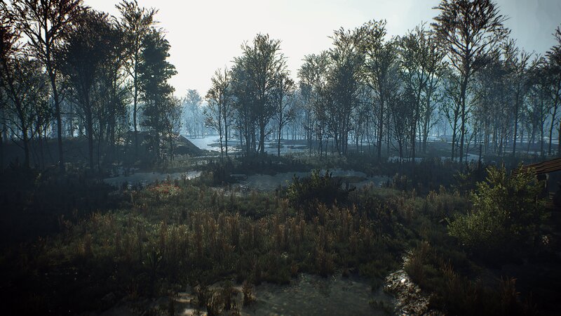 Forest Swamp Landscape