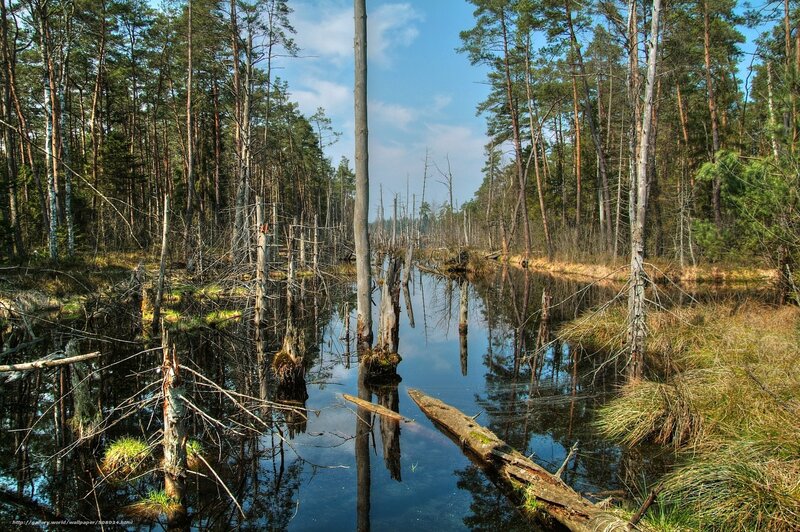 Forest swamp with dead trees