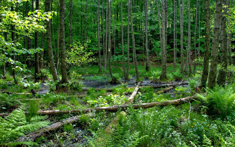 Forest Swamp with Fallen Logs