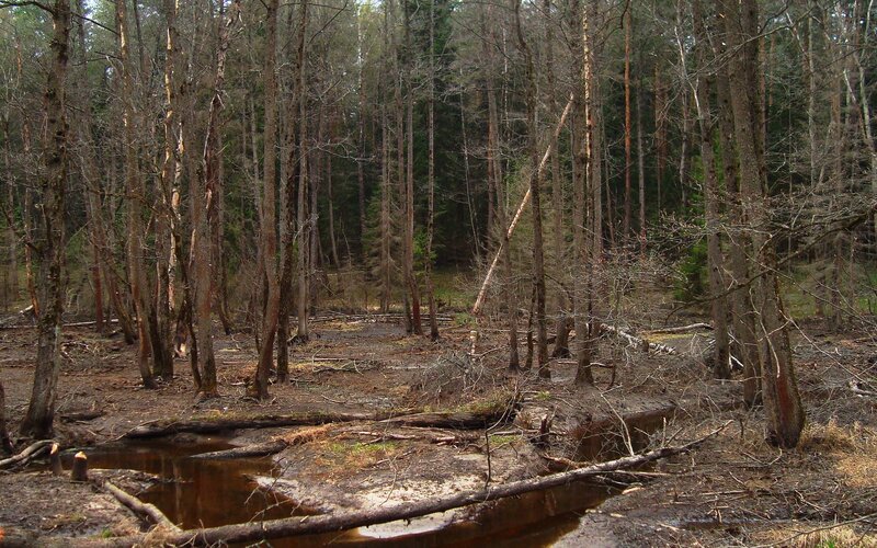 Forest swamp with fallen trees