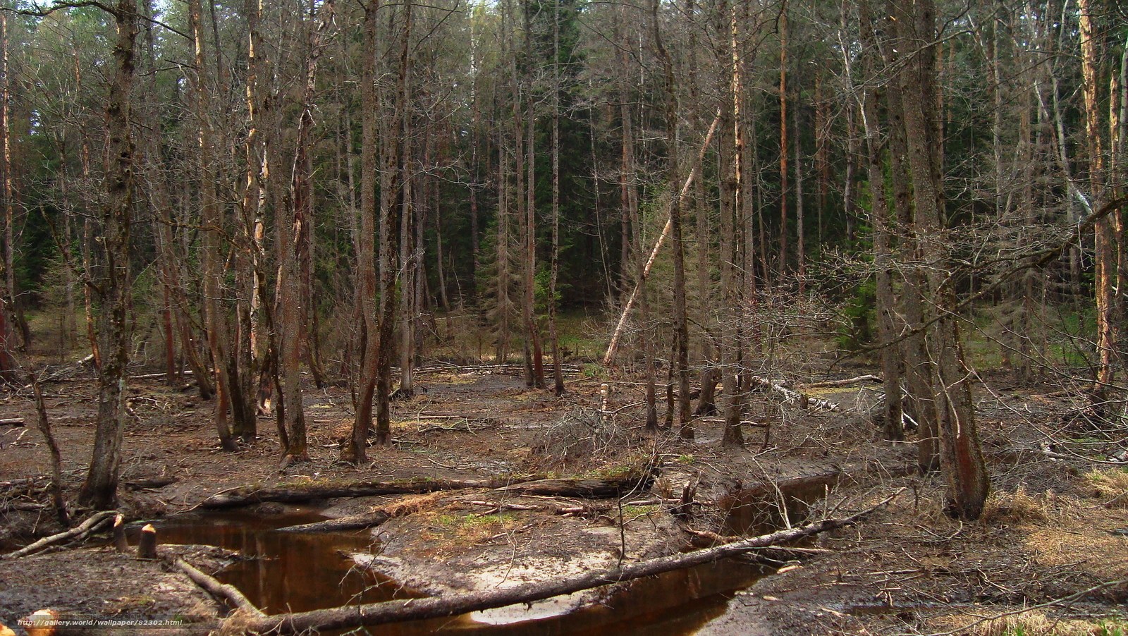 Forest swamp with fallen trees