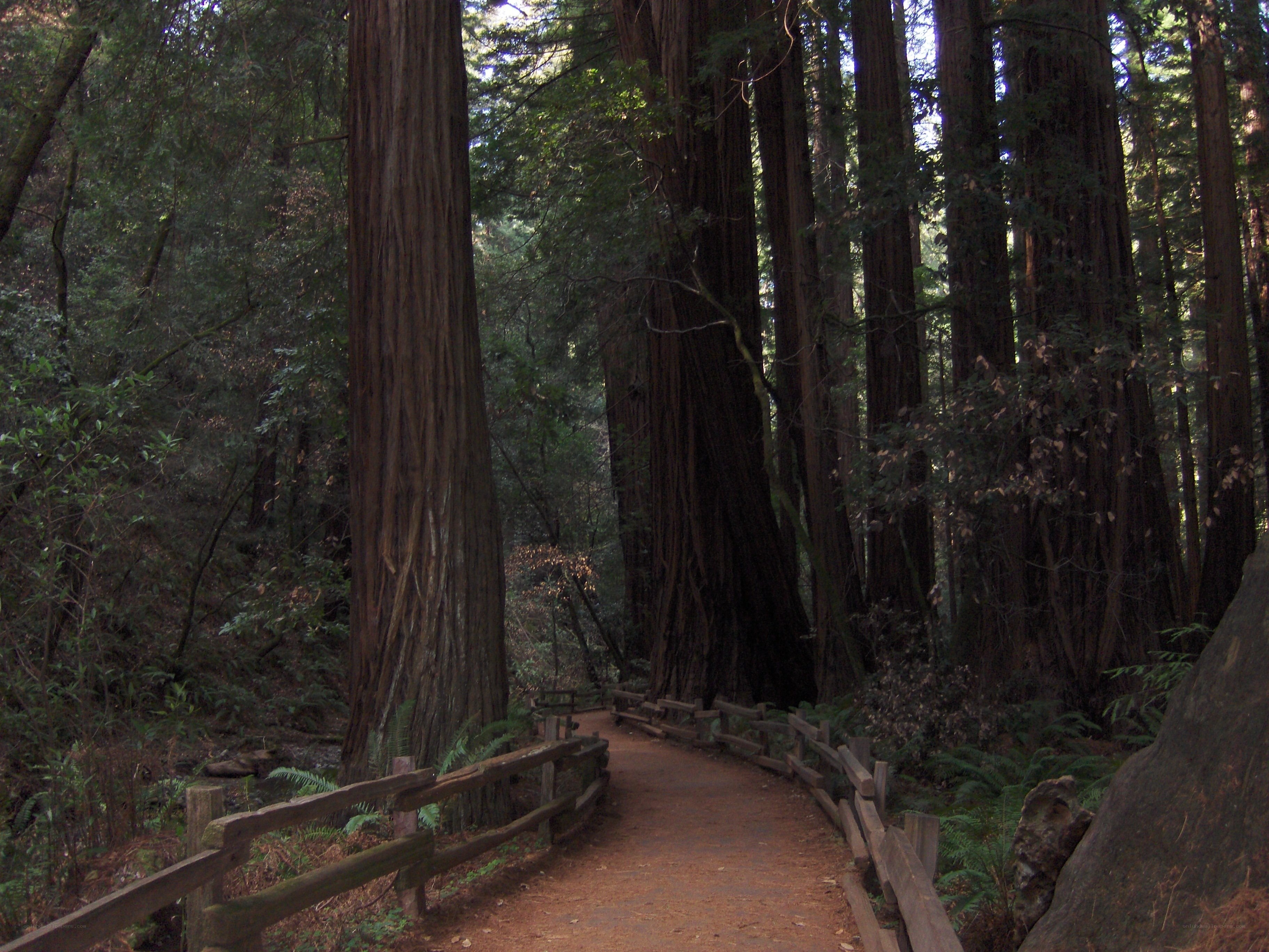 Forest trail among redwood trees
