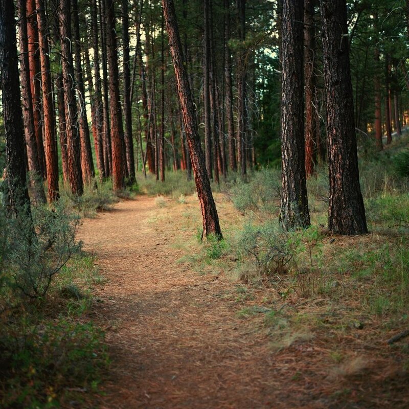 Forest trail at dusk