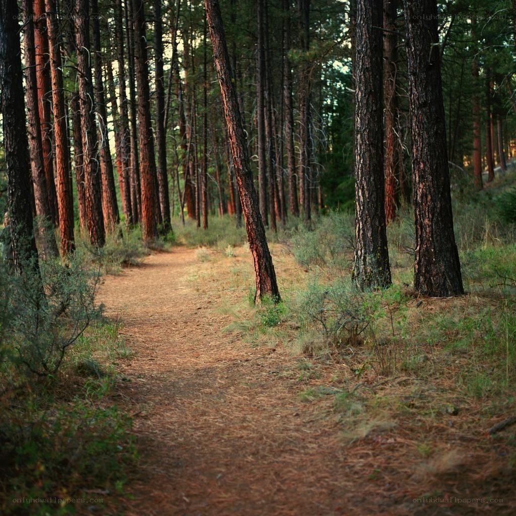 Forest trail at dusk