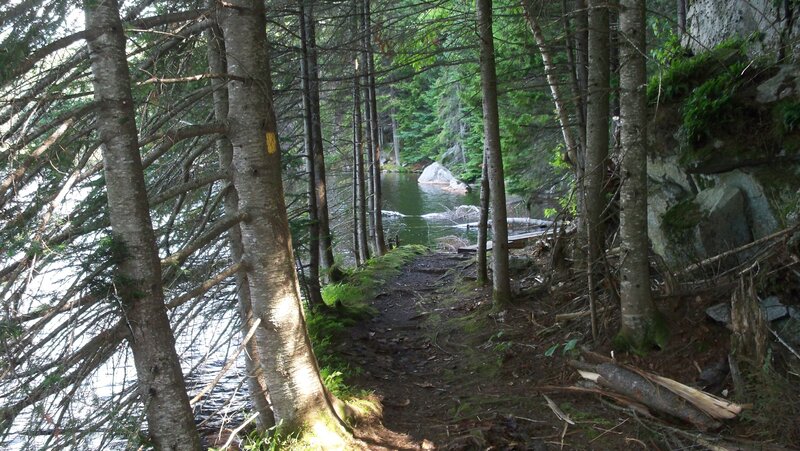 Forest Trail by Lake