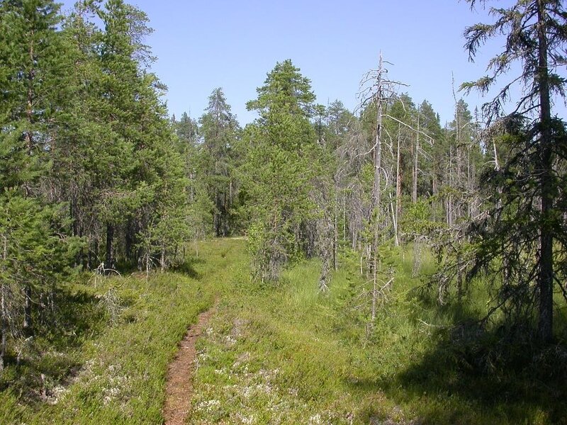 Forest trail in a pine forest