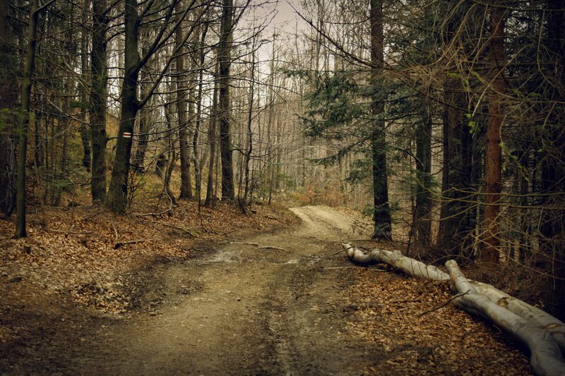 forest trail in autumn