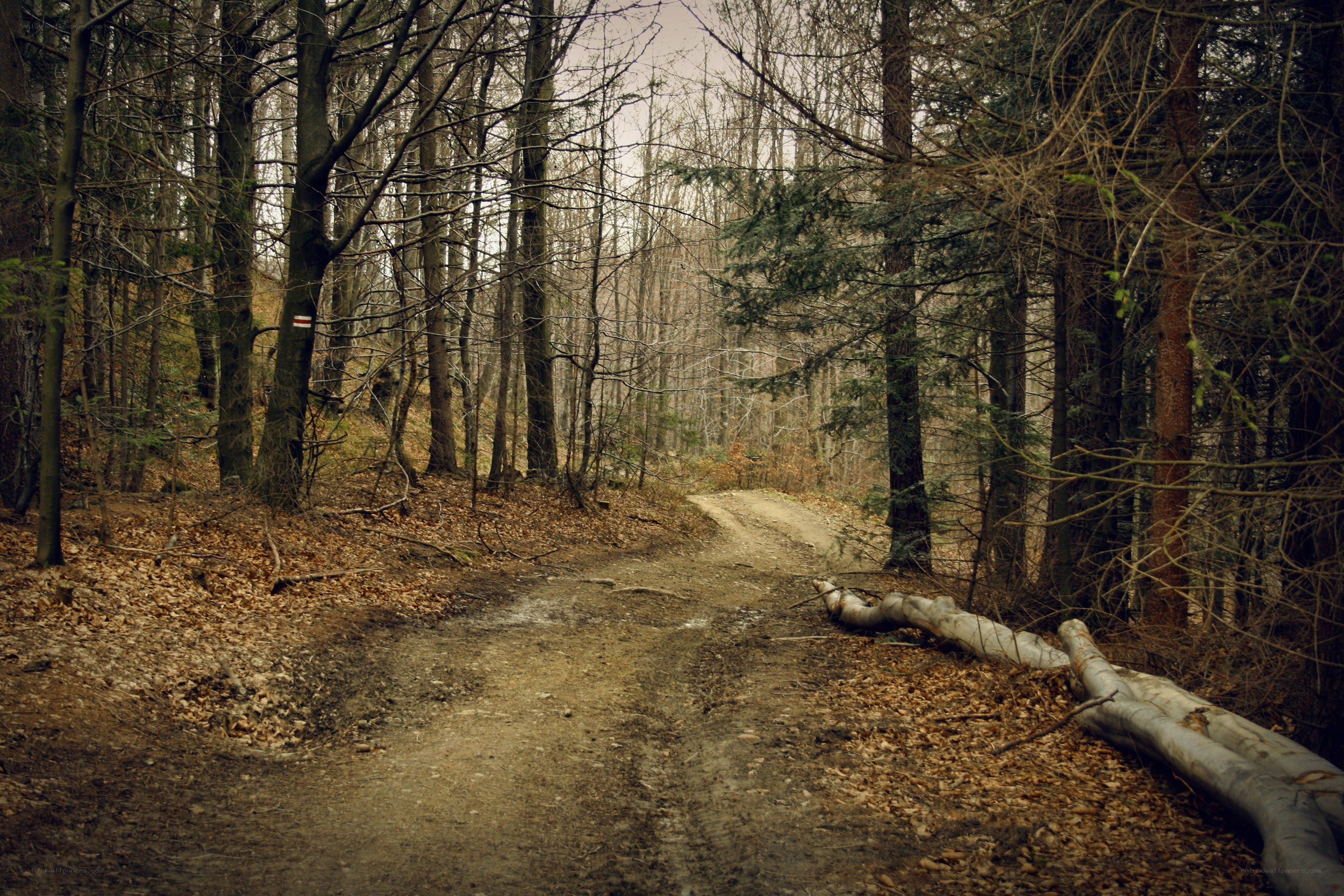 forest trail in autumn