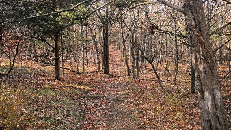 Forest Trail in Autumn — Brown