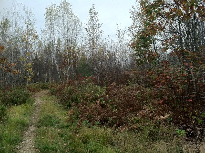 Forest Trail in Autumn — Green, Calm