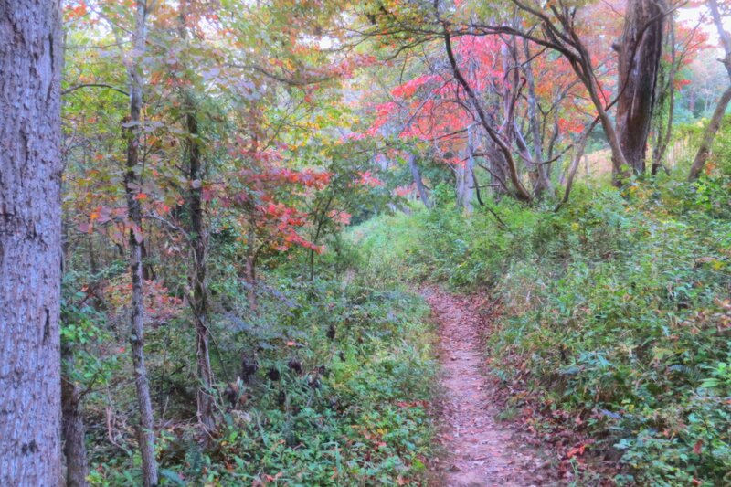Forest Trail in Autumn — Green, Serene