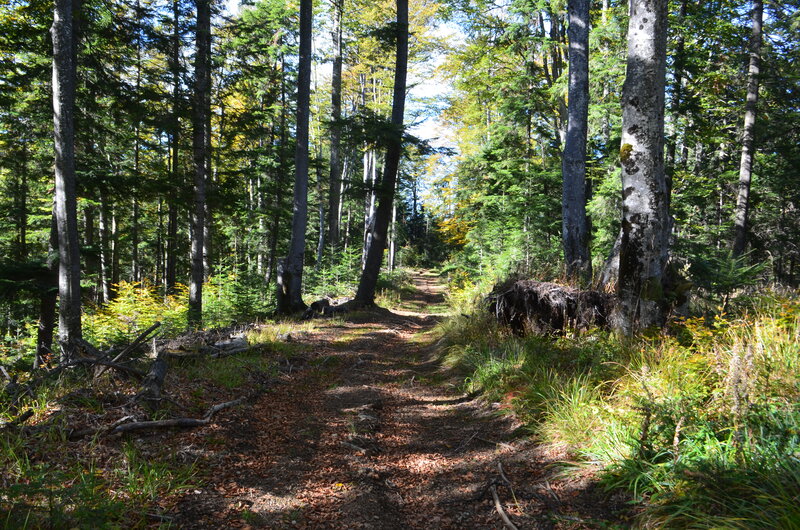 Forest Trail in Autumn — Green