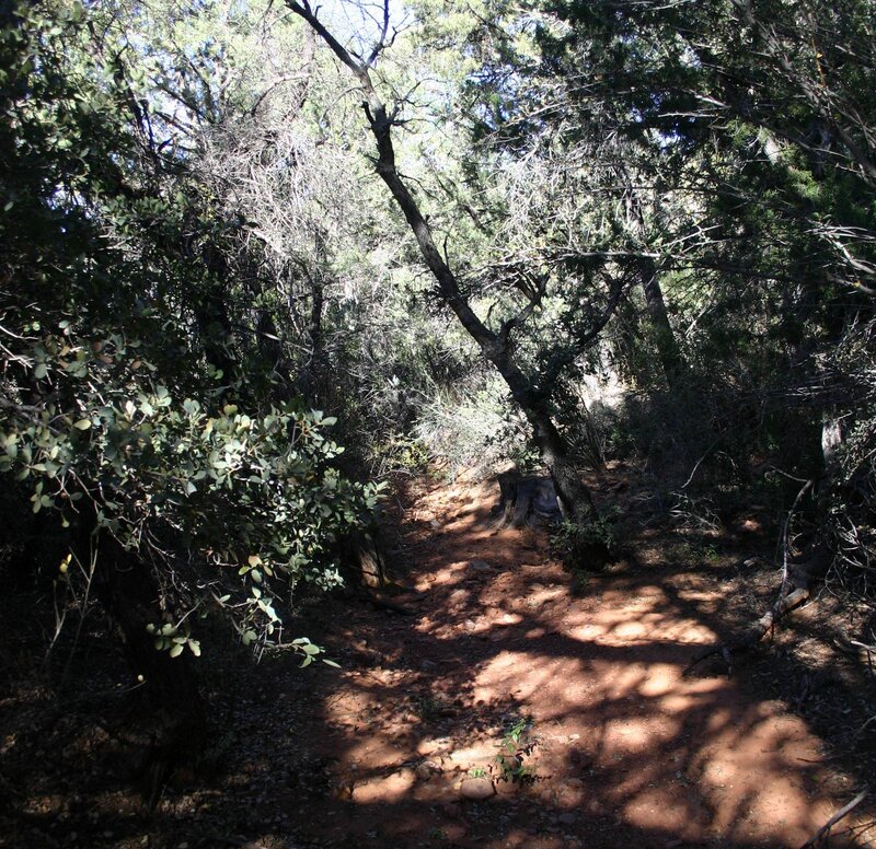 Forest trail in dappled sunlight