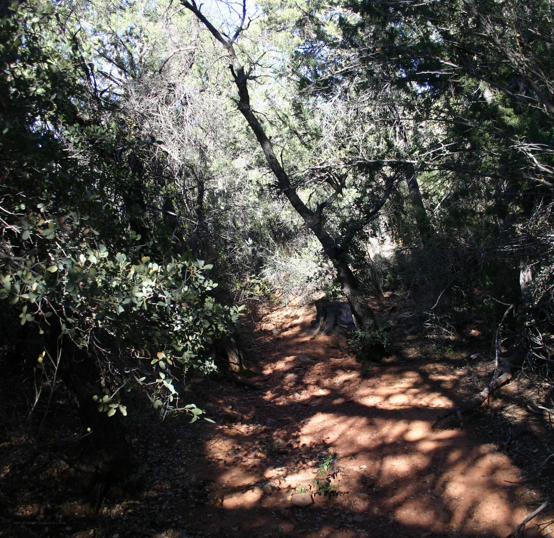 Forest trail in dappled sunlight
