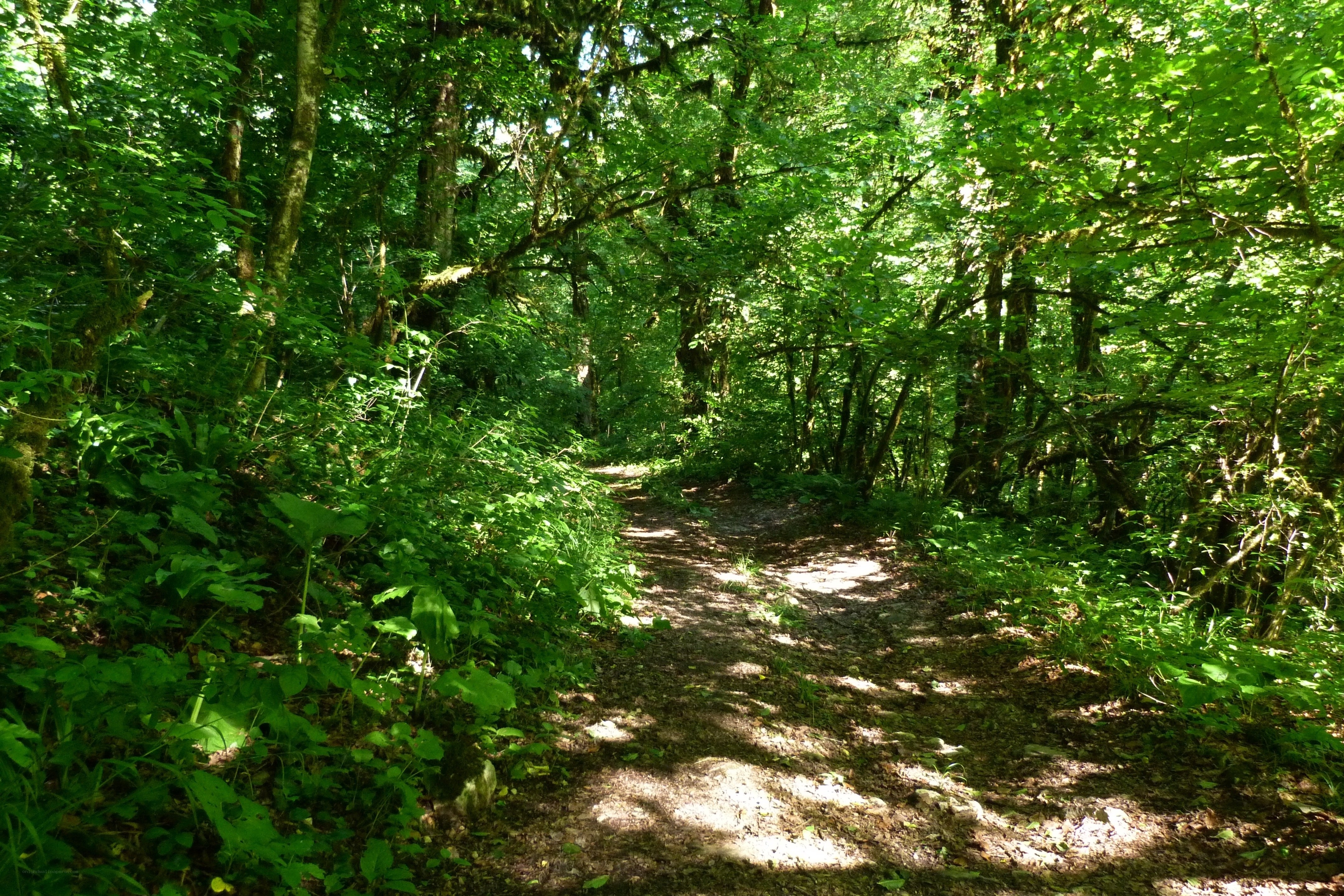 Forest trail in dappled sunlight