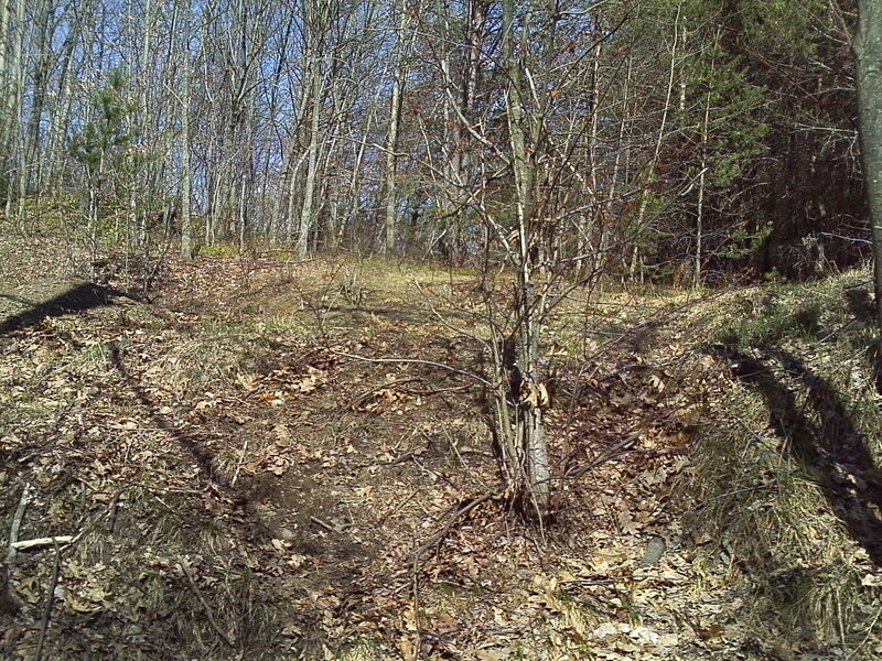 forest trail in early spring