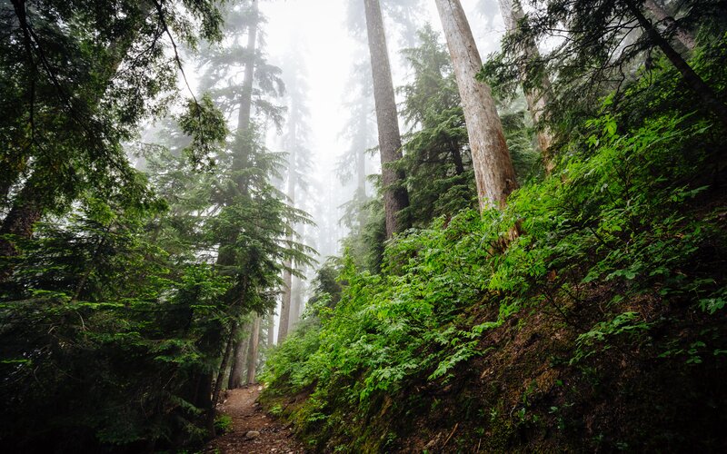 Forest Trail in Fog