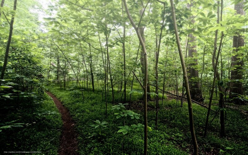 Forest trail in green woods