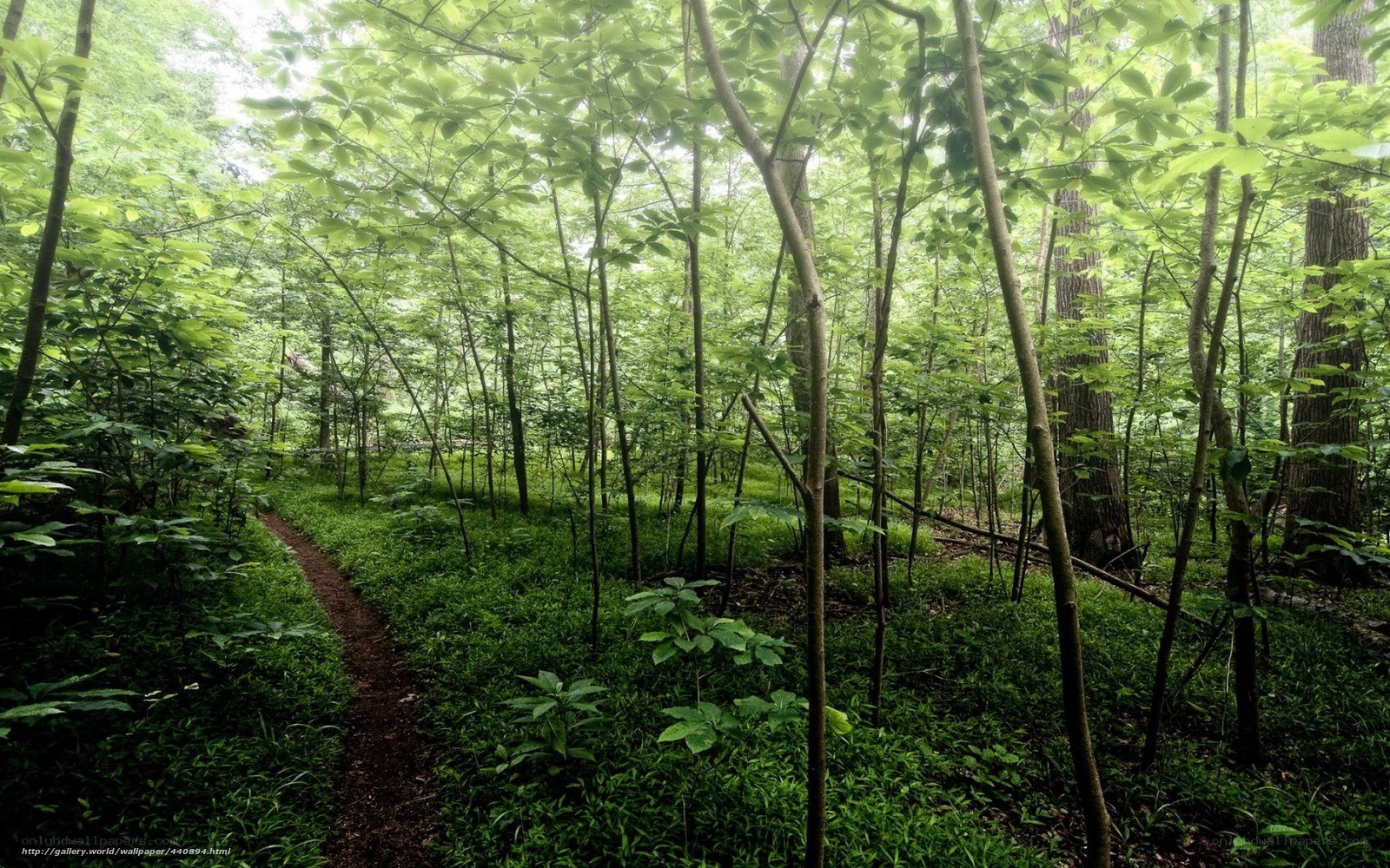 Forest trail in green woods