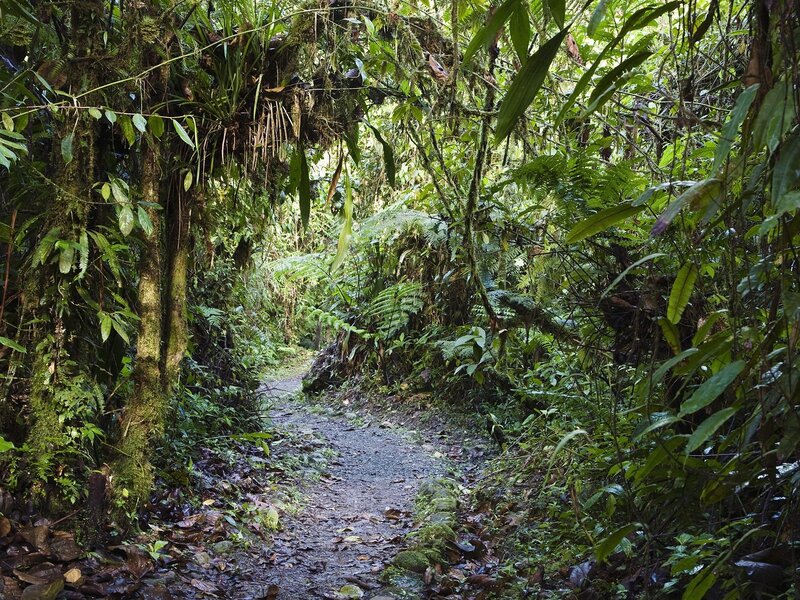 Forest trail in lush jungle