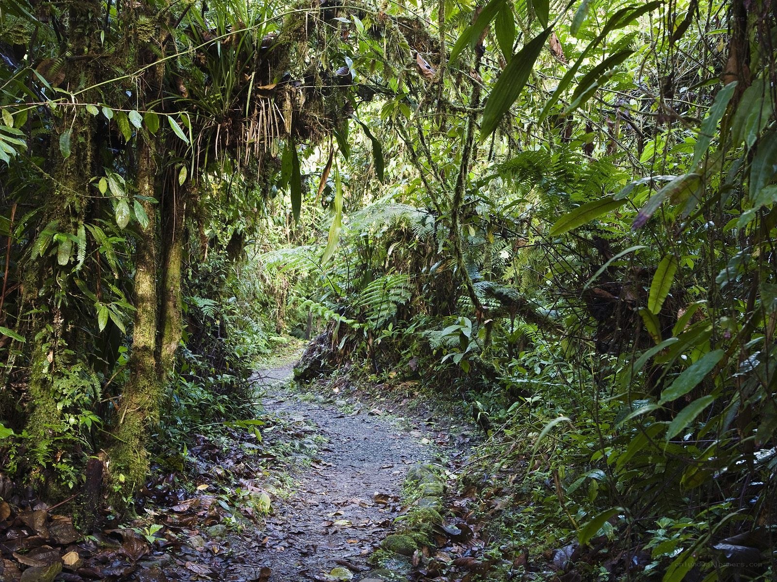 Forest trail in lush jungle