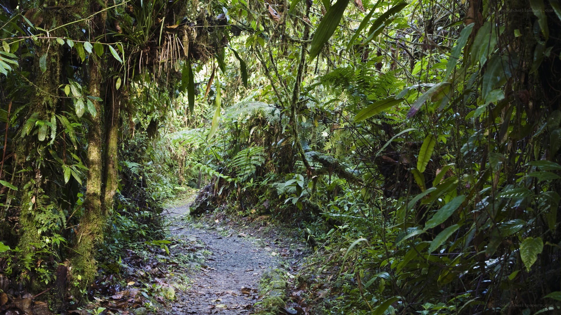 Forest trail in lush jungle
