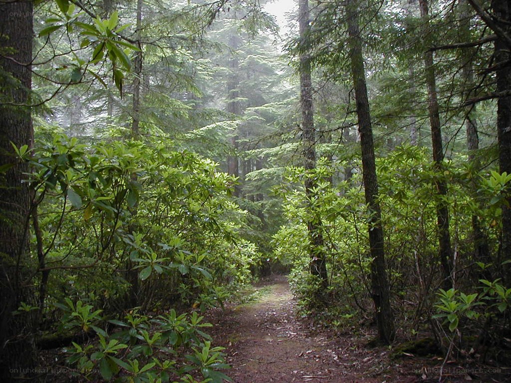 Forest trail in misty woods