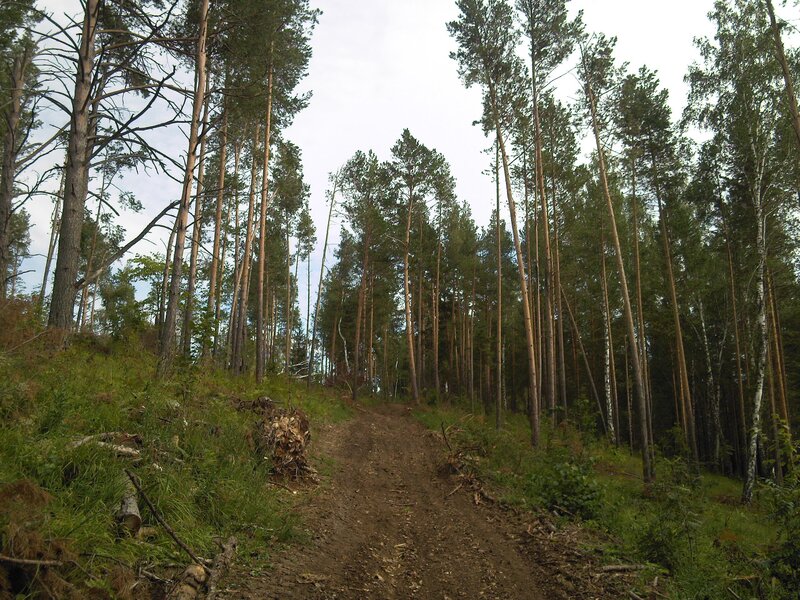 Forest trail in pine woods